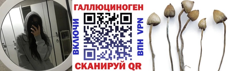 где можно купить   Белоозёрский  Псилоцибиновые грибы Cubensis 